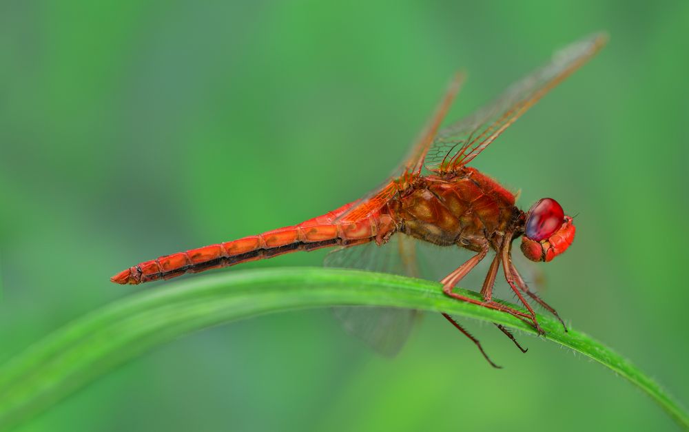 Feuerlibelle (Crocothemis erythraea) 