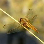 --- Feuerlibelle (Crocothemis erythraea) --- 