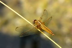 --- Feuerlibelle (Crocothemis erythraea) --- 