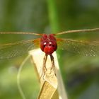 ... Feuerlibelle (Crocothemis erythraea) ... (2)