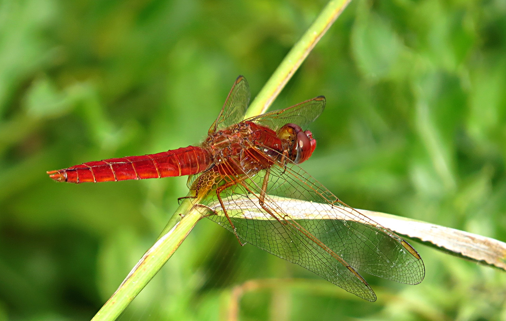 --- Feuerlibelle (Crocothemis erythraea) ---