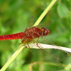 --- Feuerlibelle (Crocothemis erythraea) ---