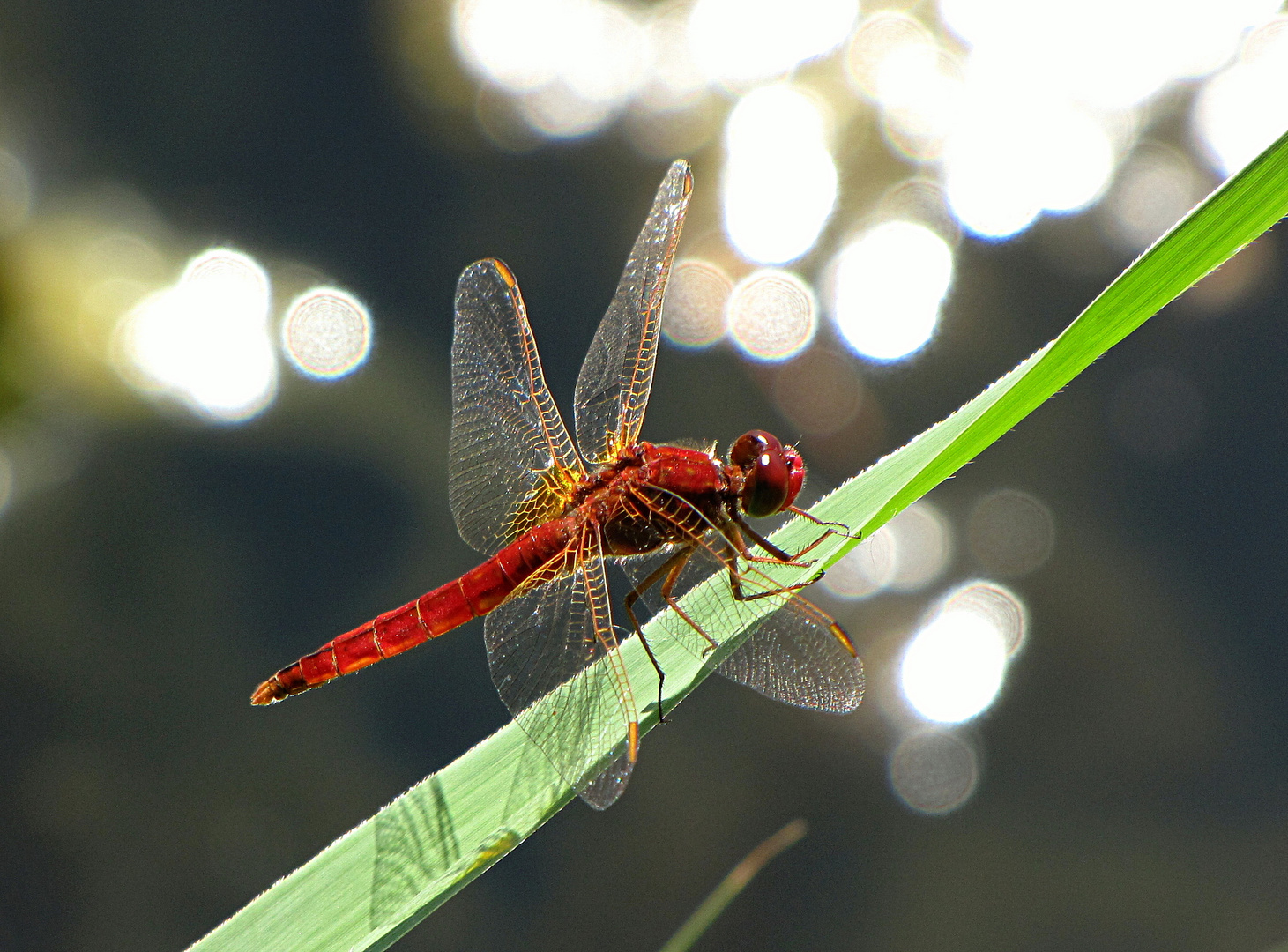 --- Feuerlibelle (Crocothemis erythraea) ---