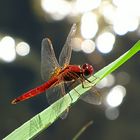 --- Feuerlibelle (Crocothemis erythraea) ---