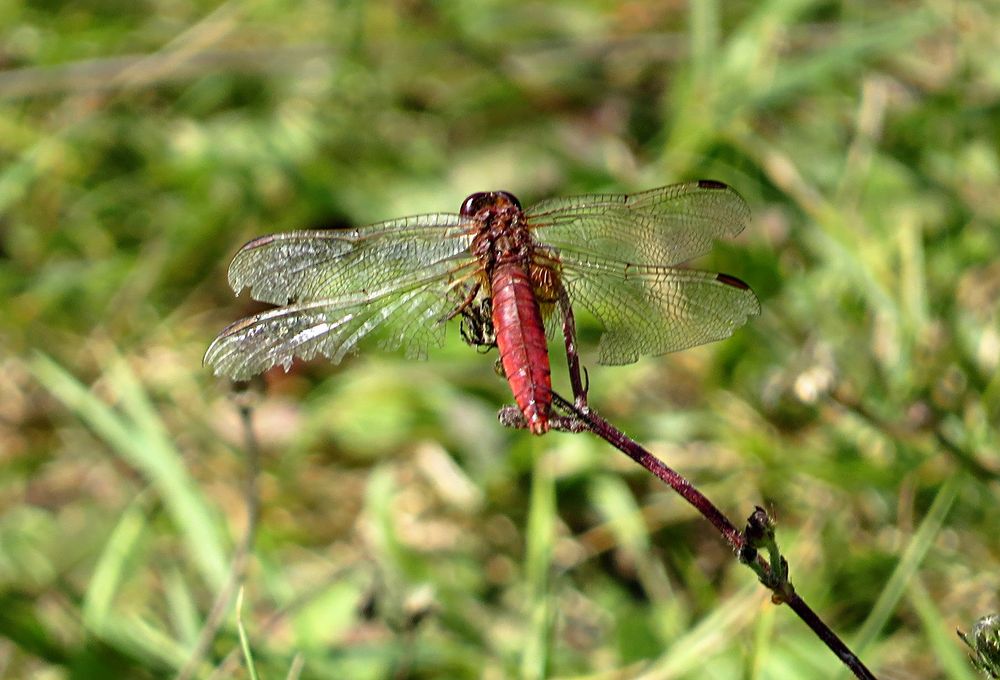 --- Feuerlibelle (Crocothemis erythraea) ---