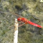 --- Feuerlibelle (Crocothemis erythraea) ---