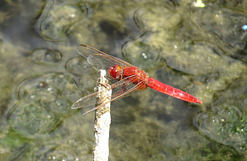 --- Feuerlibelle (Crocothemis erythraea) ---