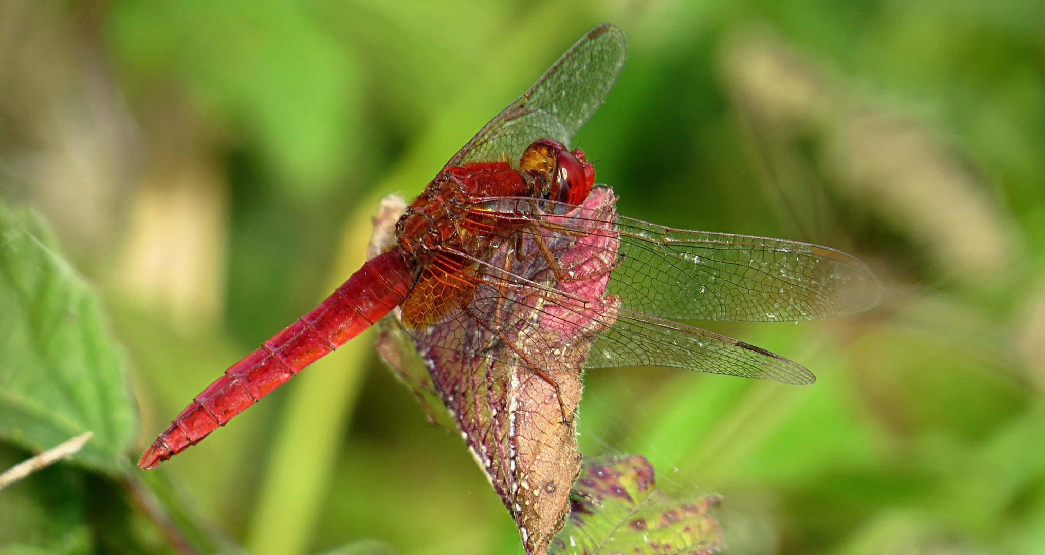 --- Feuerlibelle (Crocothemis erythraea) ---