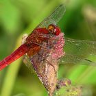 --- Feuerlibelle (Crocothemis erythraea) ---