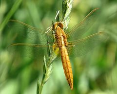 --- Feuerlibelle (Crocothemis erythraea) ---