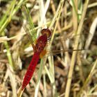 --- Feuerlibelle (Crocothemis erythraea) ---