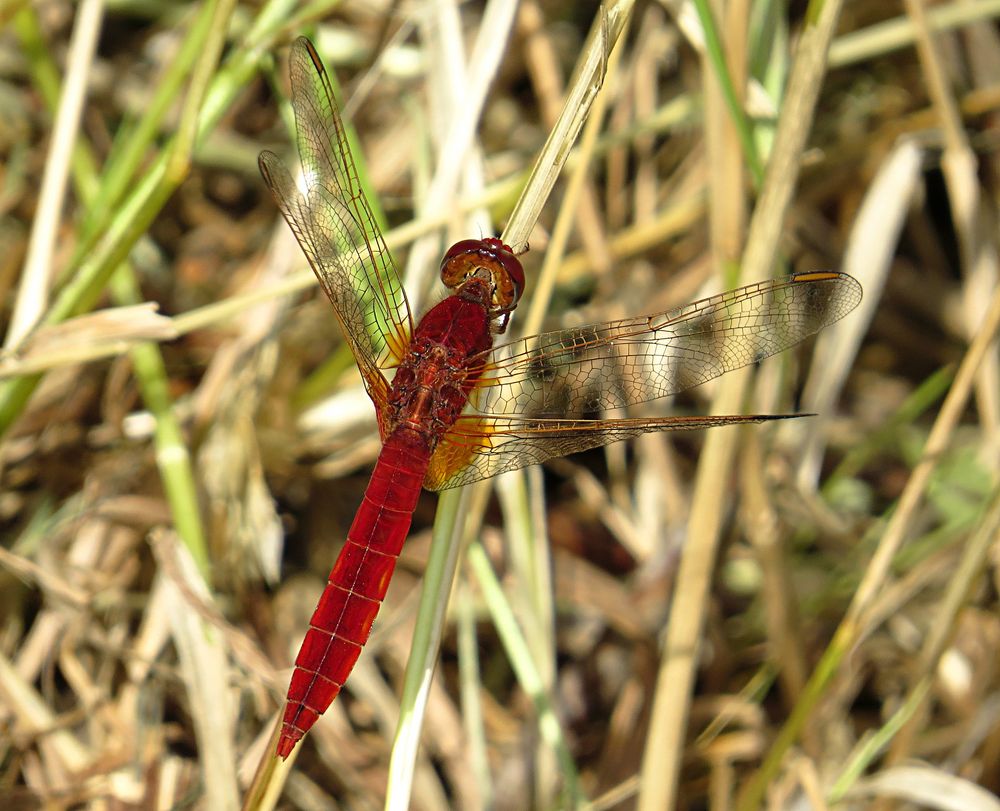 --- Feuerlibelle (Crocothemis erythraea) ---