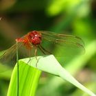 ... Feuerlibelle (Crocothemis erythraea) ...