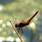 --- Feuerlibelle (Crocothemis erythraea) ---