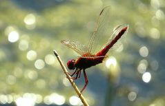 --- Feuerlibelle (Crocothemis erythraea) ---