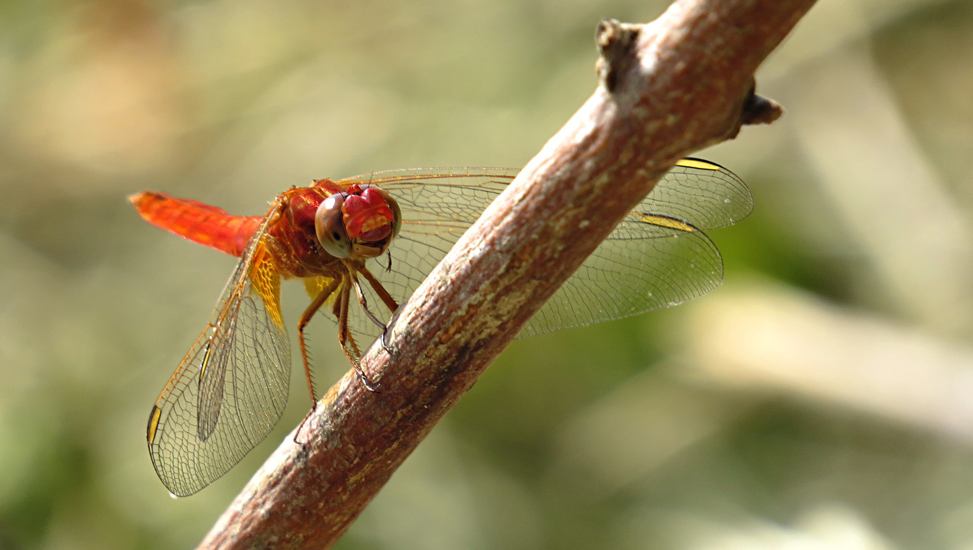 --- Feuerlibelle (Crocothemis erythraea) ---