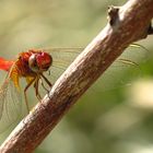 --- Feuerlibelle (Crocothemis erythraea) ---