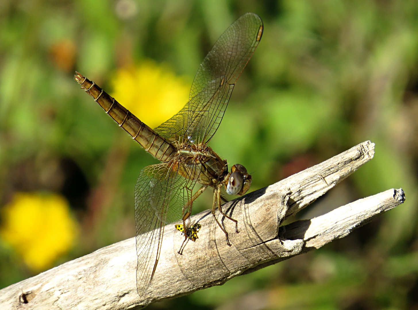 --- Feuerlibelle (Crocothemis erythraea) ---