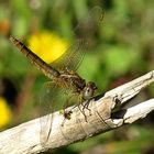 --- Feuerlibelle (Crocothemis erythraea) ---