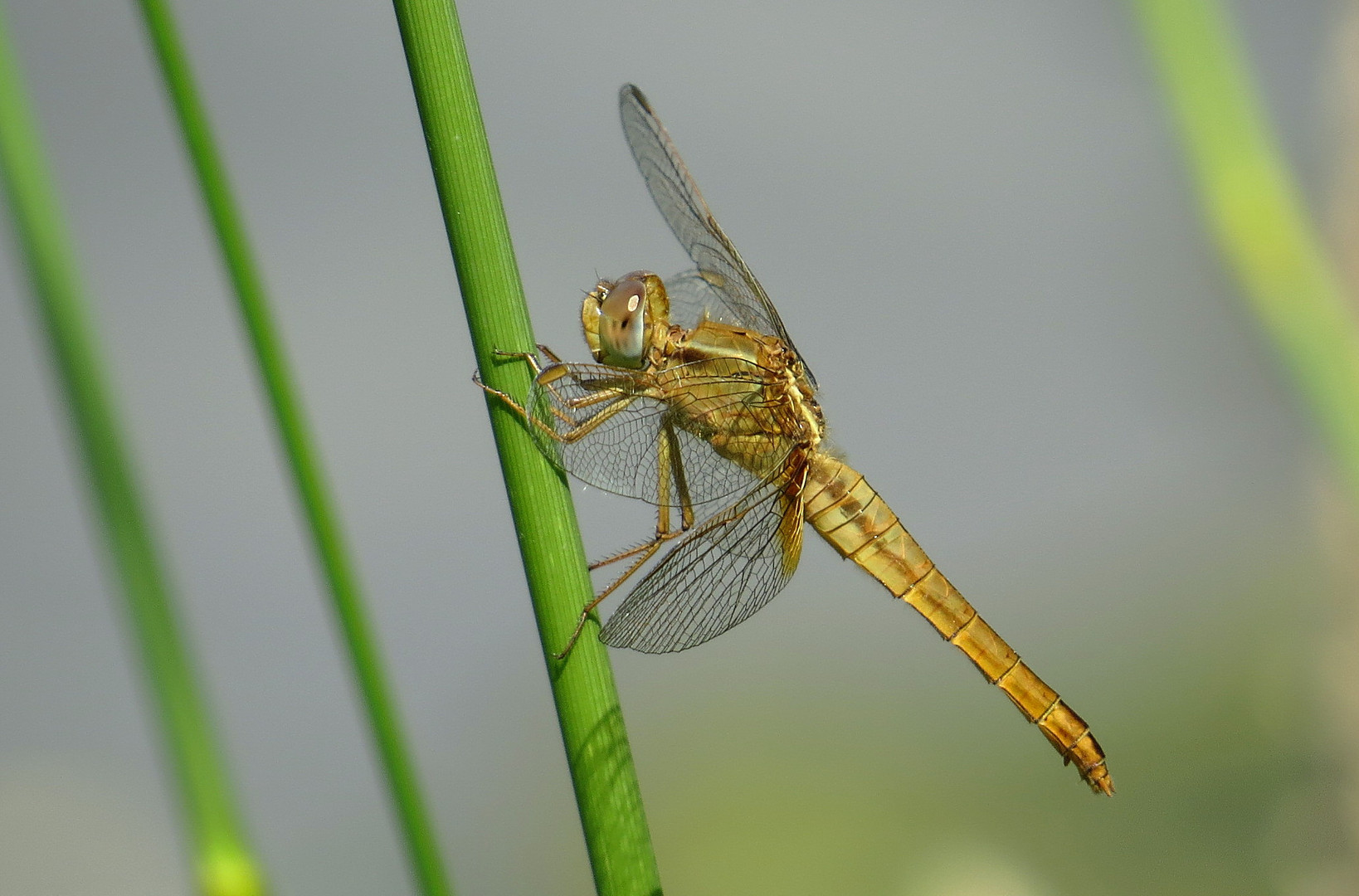 ... Feuerlibelle (Crocothemis erythraea) ...