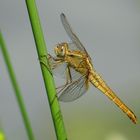 ... Feuerlibelle (Crocothemis erythraea) ...