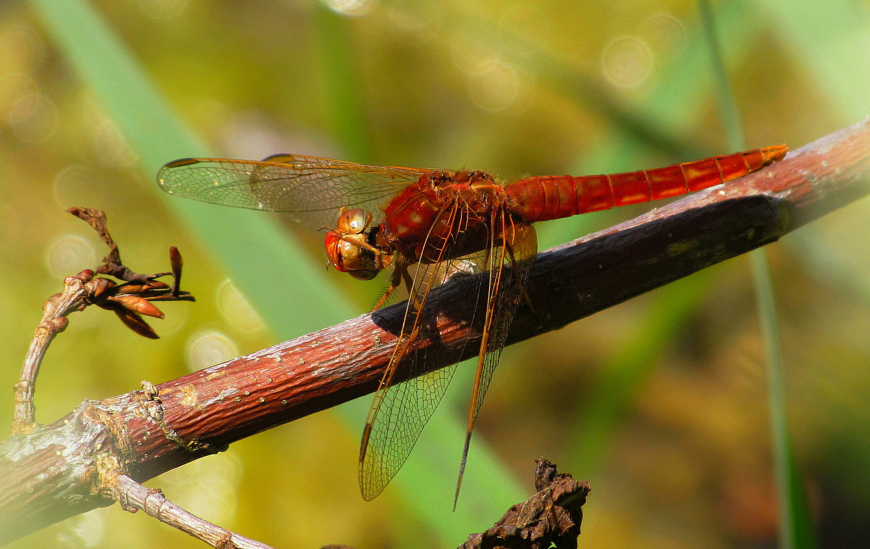 --- Feuerlibelle (Crocothemis erythraea) ---