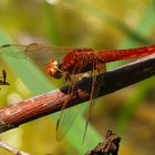 --- Feuerlibelle (Crocothemis erythraea) ---