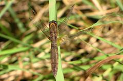 --- Feuerlibelle (Crocothemis erythraea) --- 