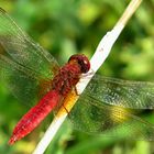 --- Feuerlibelle (Crocothemis erythraea) ---