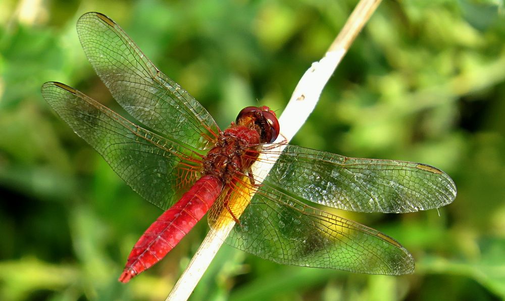 --- Feuerlibelle (Crocothemis erythraea) ---