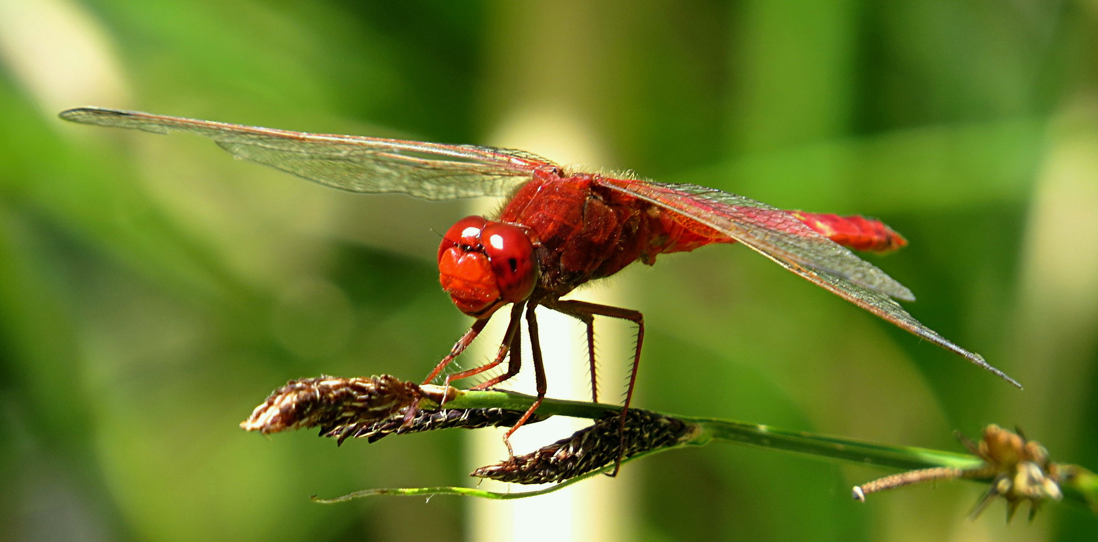 --- Feuerlibelle (Crocothemis erythraea) ---