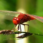 --- Feuerlibelle (Crocothemis erythraea) ---