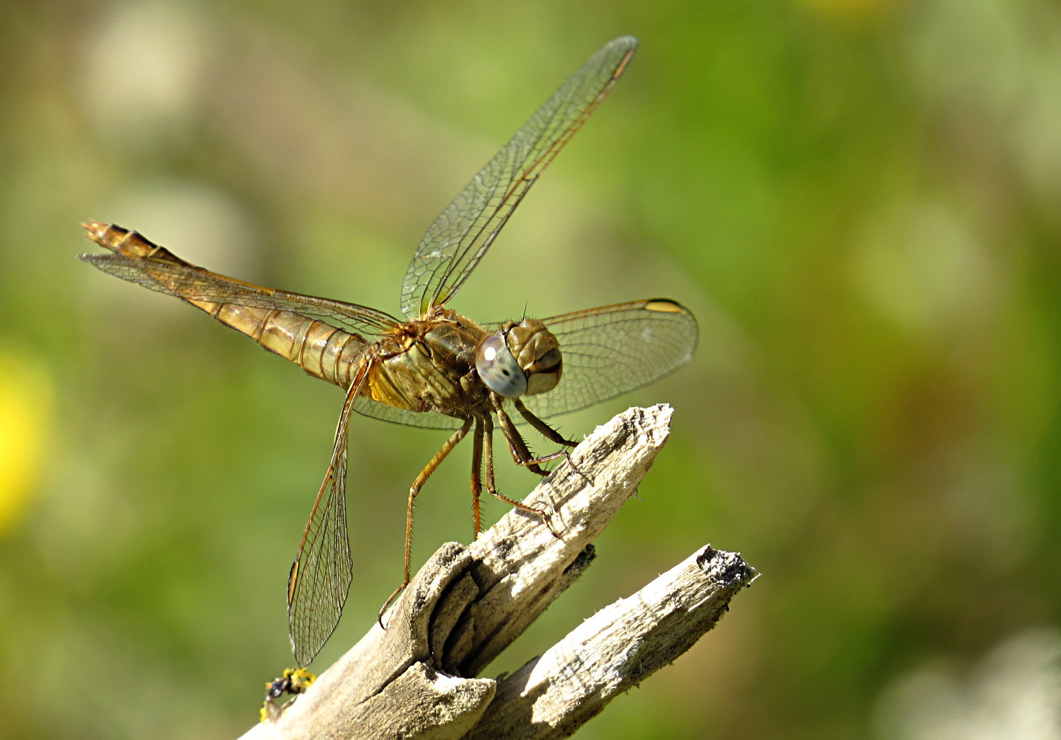 --- Feuerlibelle (Crocothemis erythraea) ---