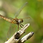 --- Feuerlibelle (Crocothemis erythraea) ---