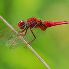 Feuerlibelle (Crocothemis erythraea)