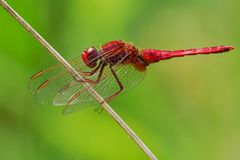 Feuerlibelle (Crocothemis erythraea)