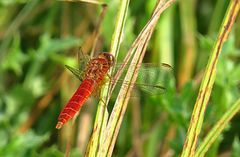 --- Feuerlibelle (Crocothemis erythraea) ---