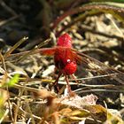 --- Feuerlibelle (Crocothemis erythraea) ---