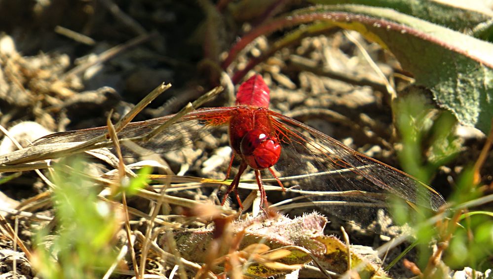 --- Feuerlibelle (Crocothemis erythraea) ---