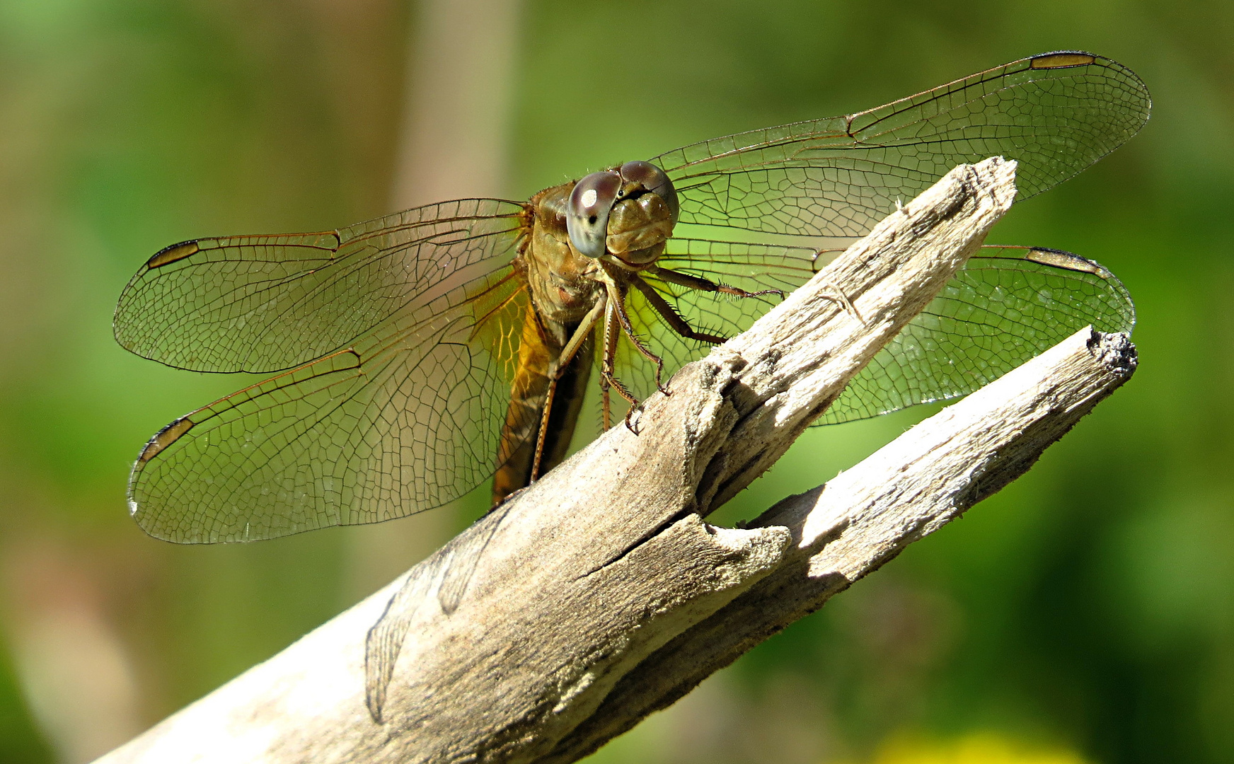 --- Feuerlibelle (Crocothemis erythraea) ---