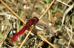 --- Feuerlibelle (Crocothemis erythraea) ---