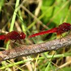 ... Feuerlibelle (Crocothemis erythraea) ...