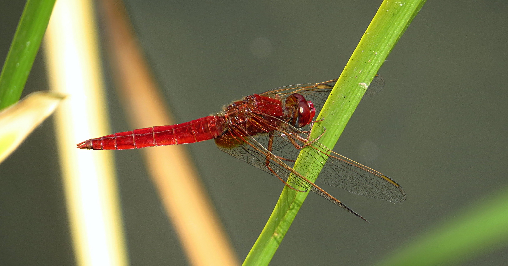 --- Feuerlibelle (Crocothemis erythraea) ---