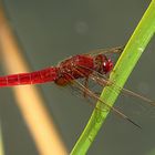 --- Feuerlibelle (Crocothemis erythraea) ---