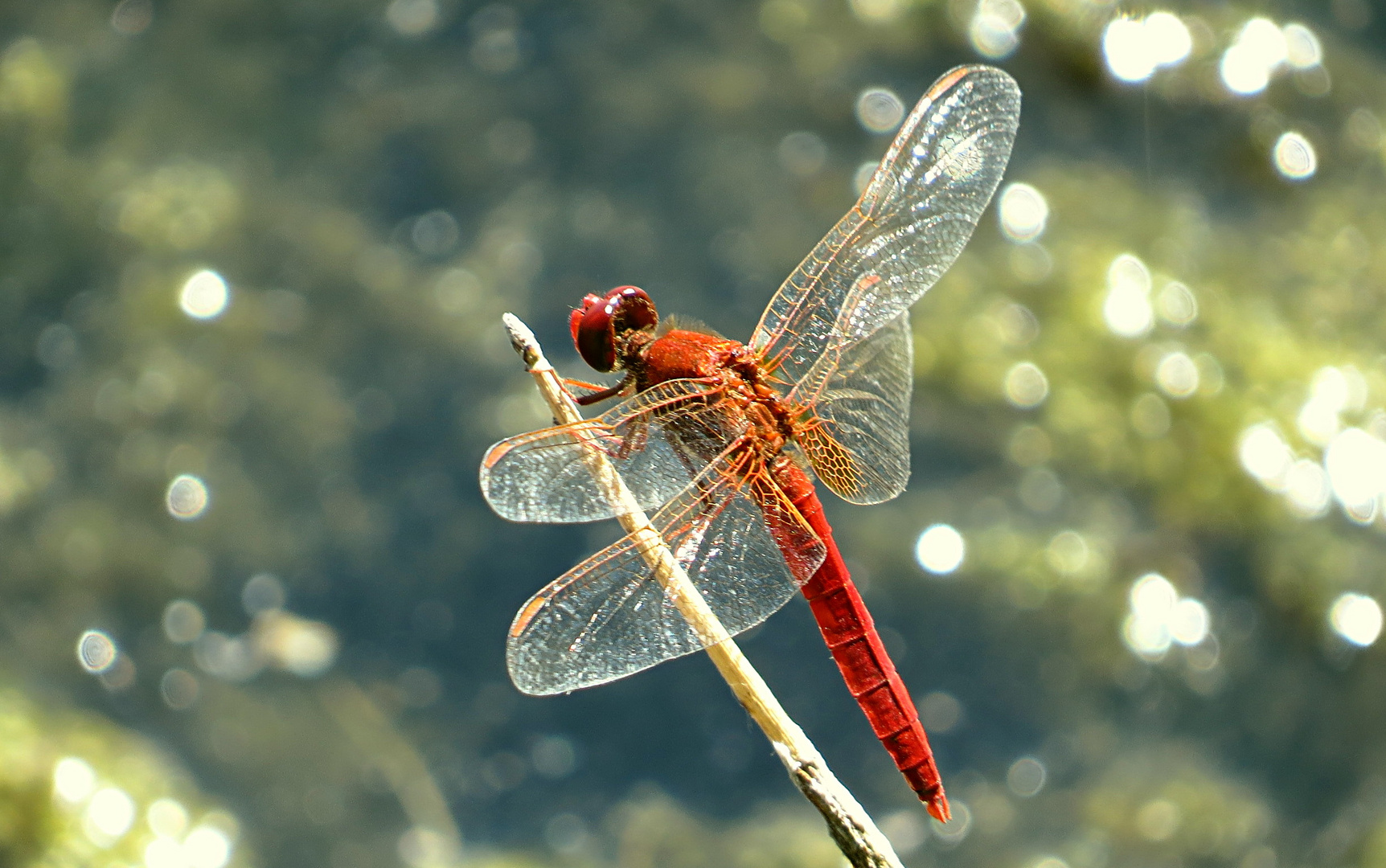 --- Feuerlibelle (Crocothemis erythraea) ---