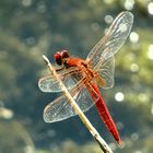 --- Feuerlibelle (Crocothemis erythraea) ---