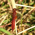 --- Feuerlibelle (Crocothemis erythraea) --- 