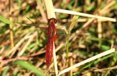 --- Feuerlibelle (Crocothemis erythraea) --- 