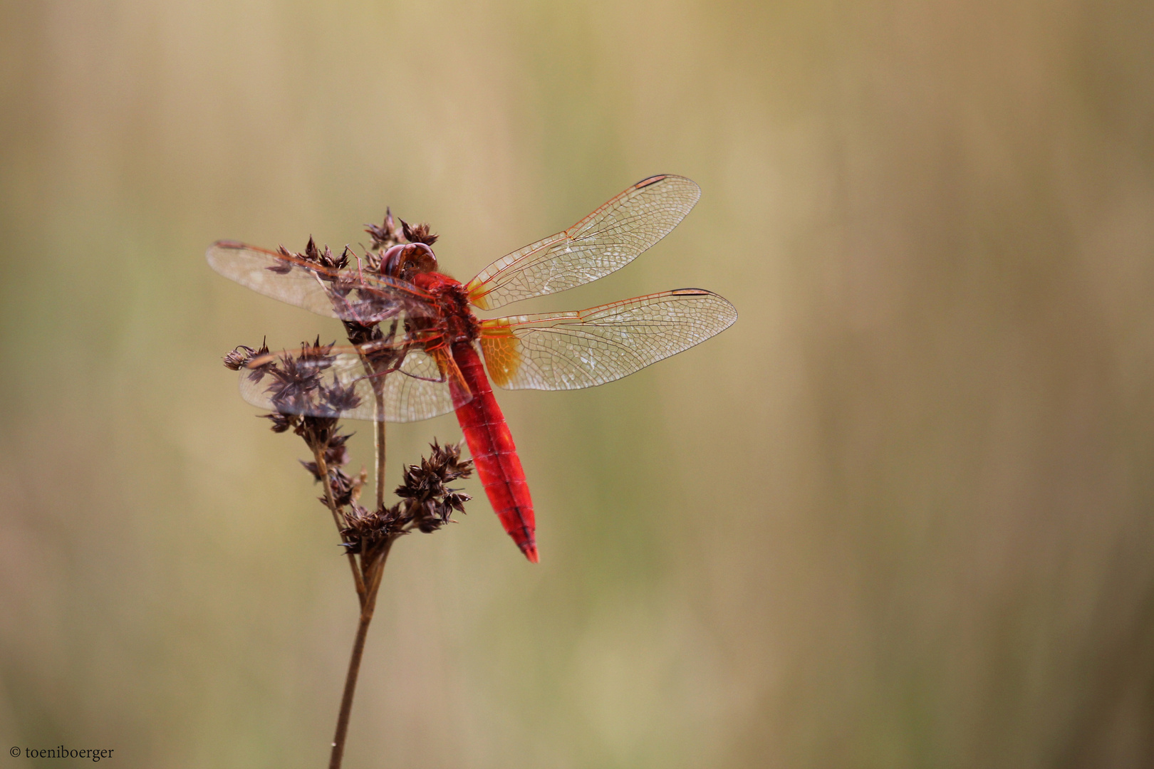 Feuerlibelle (Crocothemis erythraea)