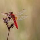 Feuerlibelle (Crocothemis erythraea)